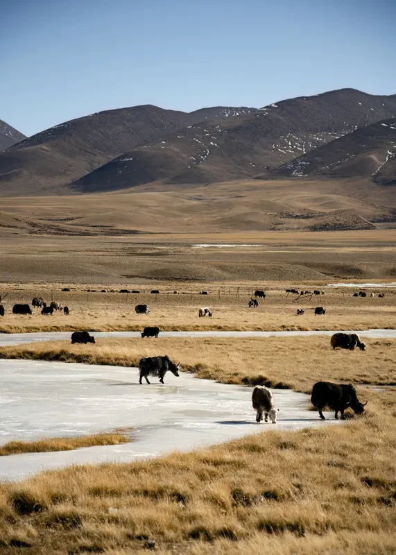 Tablou Canvas, "Iarna în stepele mongole misterioase", Dealuri, Iarbă, Iaci, Lăptos, Peisaj, Munți, Câmpie, Cer, Horizon, Râu, Natura, Pășune, Animale, Senin, Calm., 50 x 70 cm – poza 2