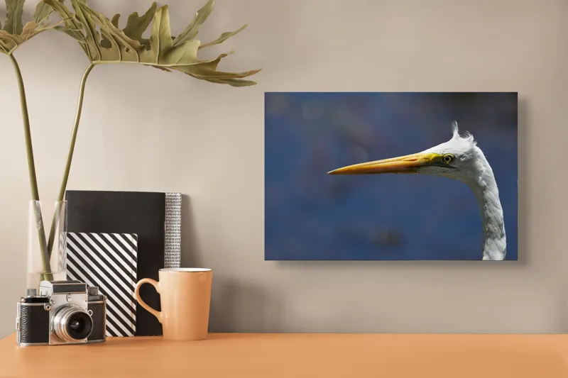 Tablou Canvas, "Grațioasa egretă în lumină albastră", Pasăre, Cap, Cioc, Pană, Ochi, Fundal, Natură, Eleganță, Profil., 39 x 26 cm – poza 3