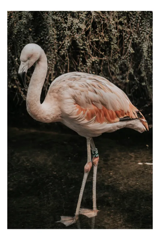 Tablou Canvas, "Flamingo în habitatul său natural", Flamingo, Tranquil, Elegance, Reflections, Gracefulness, 100 x 150 cm