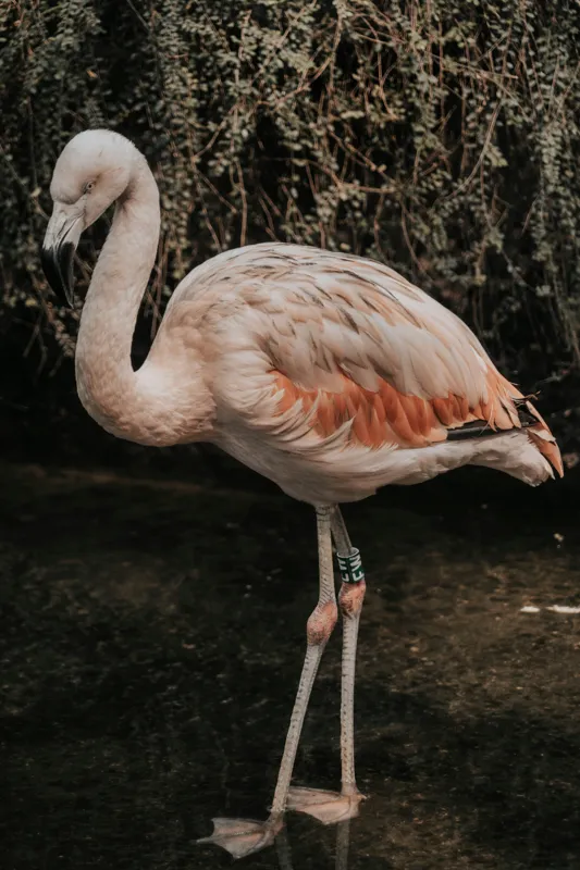 Tablou Canvas, "Flamingo în habitatul său natural", Flamingo, Tranquil, Elegance, Reflections, Gracefulness, 26 x 39 cm – poza 2