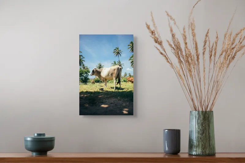Tablou Canvas, "Vaca sub palmieri tropicali", Vacă, Palmieri, Cer, Albastru, Iarbă, Soare, Umbră, Natură, Relaxare, Peisaj., 26 x 39 cm – poza 5