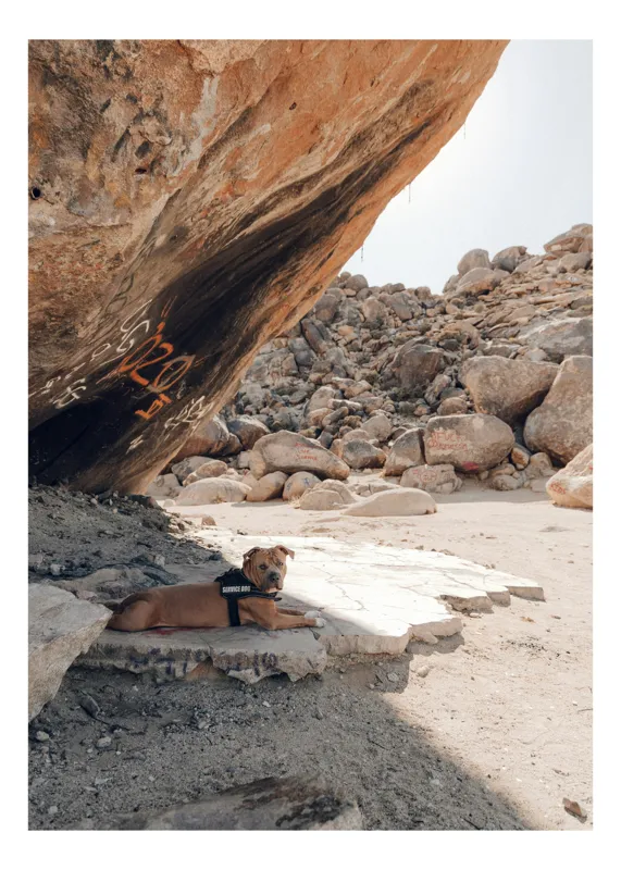 Tablou Canvas, "Căţel tolănit sub stâncă însorită", Rock, Dog, Shade, Graffiti, Sunlight, Boulder, Sand, Rugged, Calm, Landscape, 100 x 150 cm
