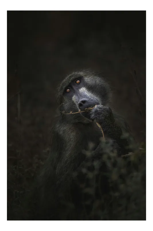 Tablou Canvas, "Contemplare în umbra naturii sălbatice", Negru, Privire, Introspecție, Textură, Mister, Natură, Profil., 39 x 54 cm