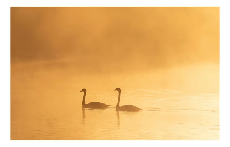 Tablou Canvas, "Liniștea dimineții pe lacul auriu", Aur, Eleganță, Liniște, Grandoare, Reflecție, Serenitate, Ceață, Împreună, Calm, Natură, 39 x 26 cm