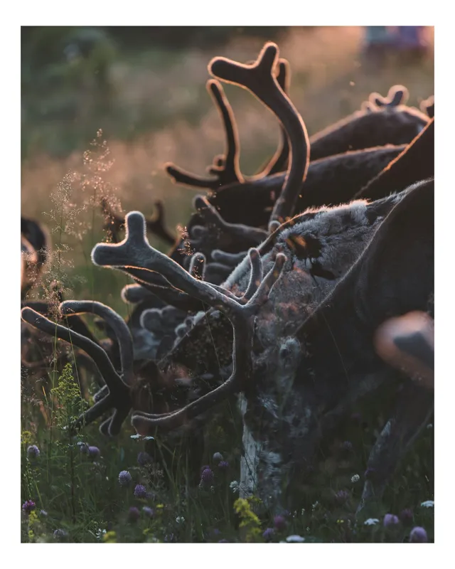 Tablou Canvas, "Turma de reni în lumina apusului", Ren, Tufisuri, Antlers, Soare, Flori, Camp, Natura, Lumina, 39 x 54 cm