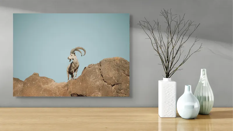 Tablou Canvas, "Capra sălbatică pe stâncă înaltă", Vârf, Cer, Capricorn, Piatră, Privire, Măreție, Natură, 70 x 50 cm – poza 3