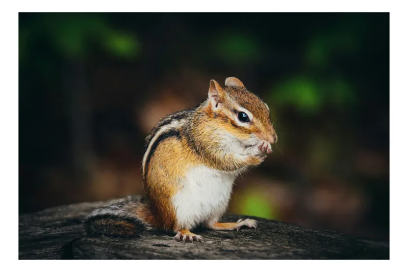 Tablou Canvas, "Micul locuitor al pădurii verzi", Chipmunk, Forest, Eating, Furry, Stripes, Nature, Cute, Small, 150 x 100 cm