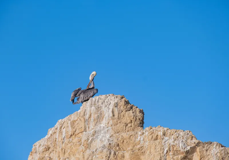 Tablou Canvas, "Pelican pe stânca semeață", Pasăre, Stâncă, Cer, Albastru, Natură, Penaj, Solitudine, Vedere., 100 x 70 cm – poza 2
