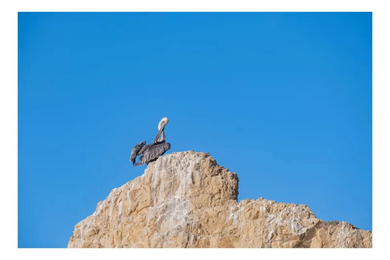 Tablou Canvas, "Pelican pe stânca semeață", Pasăre, Stâncă, Cer, Albastru, Natură, Penaj, Solitudine, Vedere., 100 x 100 cm