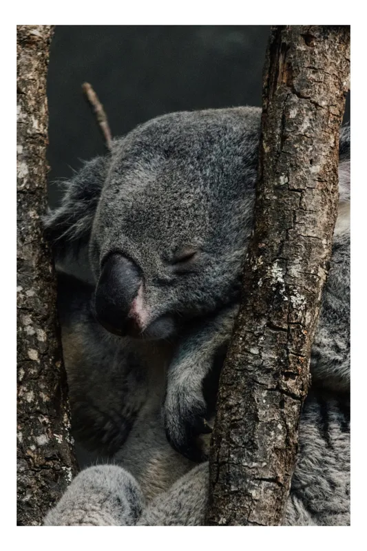 Tablou Canvas, "Koala adormit între copaci zgribuliți", Somn, Koala, Odihnă, Blană, Arbore, Natură, Pace., 50 x 70 cm
