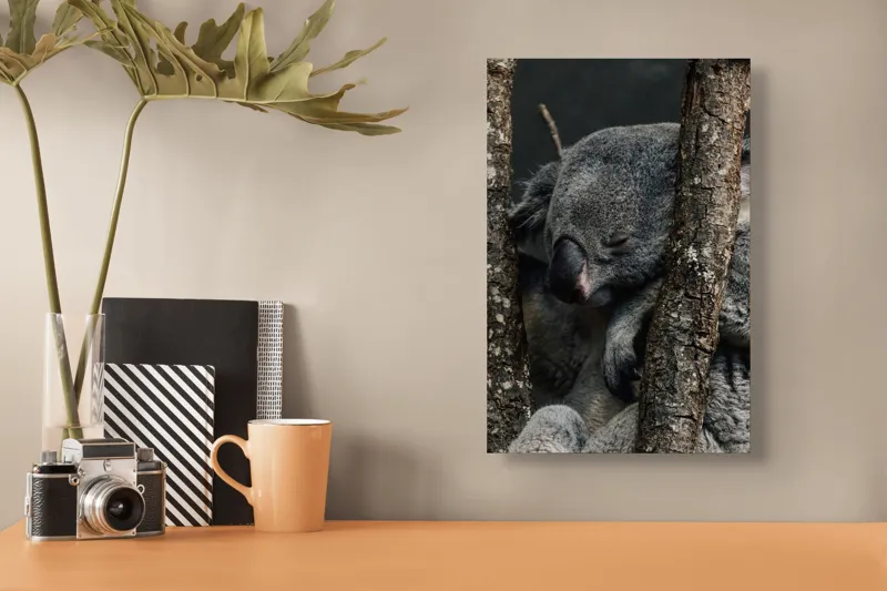 Tablou Canvas, "Koala adormit între copaci zgribuliți", Somn, Koala, Odihnă, Blană, Arbore, Natură, Pace., 26 x 39 cm – poza 3