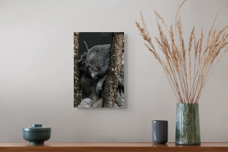 Tablou Canvas, "Koala adormit între copaci zgribuliți", Somn, Koala, Odihnă, Blană, Arbore, Natură, Pace., 26 x 39 cm – poza 5