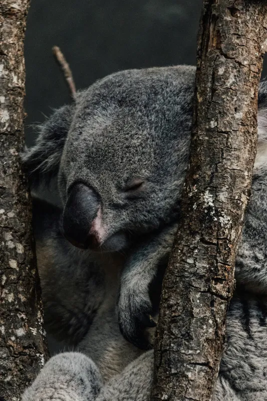 Tablou Canvas, "Koala adormit între copaci zgribuliți", Somn, Koala, Odihnă, Blană, Arbore, Natură, Pace., 26 x 39 cm – poza 2