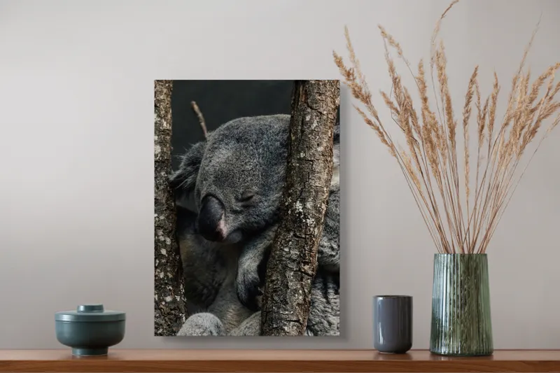 Tablou Canvas, "Koala adormit între copaci zgribuliți", Somn, Koala, Odihnă, Blană, Arbore, Natură, Pace., 39 x 54 cm – poza 3