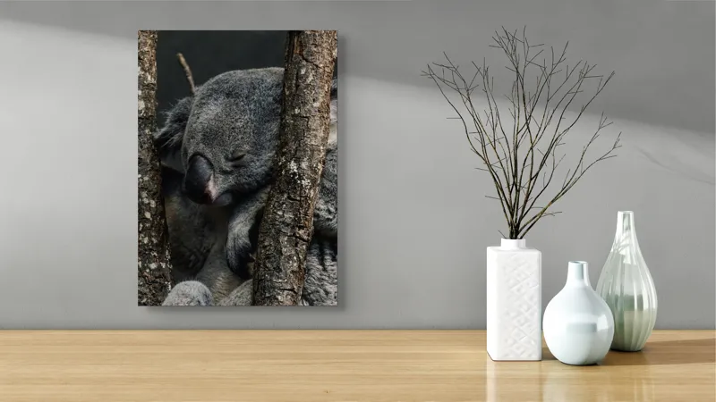 Tablou Canvas, "Koala adormit între copaci zgribuliți", Somn, Koala, Odihnă, Blană, Arbore, Natură, Pace., 39 x 54 cm – poza 4