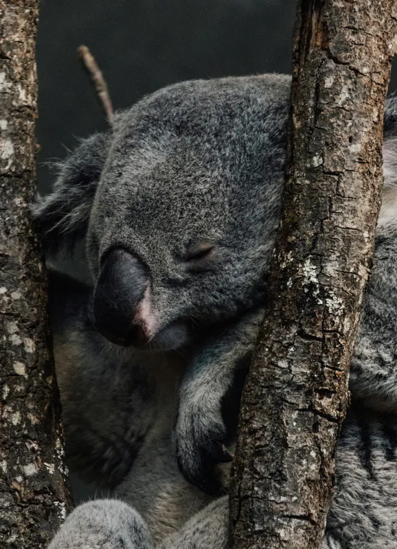 Tablou Canvas, "Koala adormit între copaci zgribuliți", Somn, Koala, Odihnă, Blană, Arbore, Natură, Pace., 39 x 54 cm – poza 2