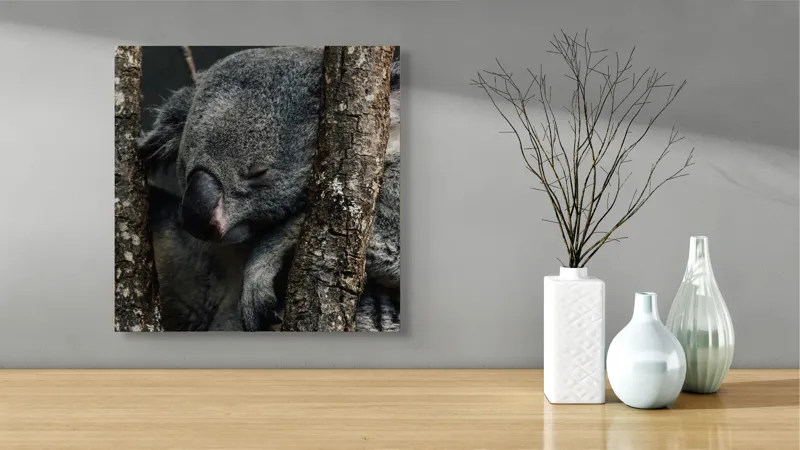 Tablou Canvas, "Koala adormit între copaci zgribuliți", Somn, Koala, Odihnă, Blană, Arbore, Natură, Pace., 50 x 50 cm – poza 3