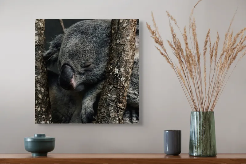 Tablou Canvas, "Koala adormit între copaci zgribuliți", Somn, Koala, Odihnă, Blană, Arbore, Natură, Pace., 50 x 50 cm – poza 4