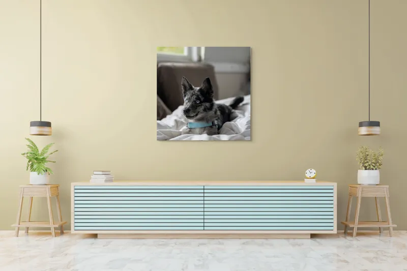 Tablou Canvas, "Căţelul albastru cu privire curioasă", 100 x 100 cm – poza 5