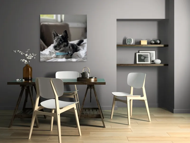 Tablou Canvas, "Căţelul albastru cu privire curioasă", 100 x 100 cm – poza 6