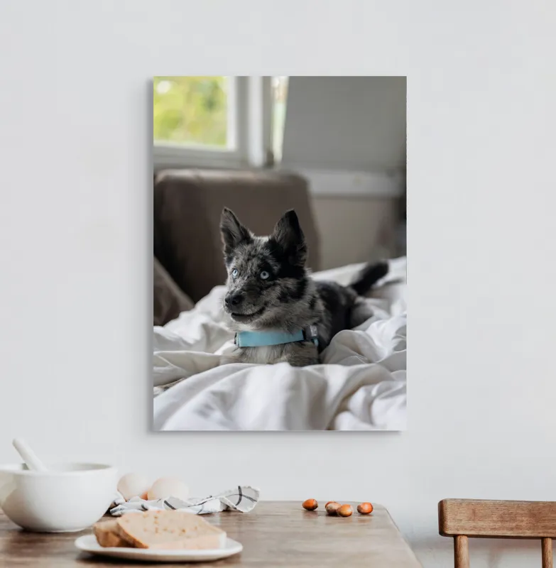 Tablou Canvas, "Căţelul albastru cu privire curioasă", 50 x 70 cm – poza 3