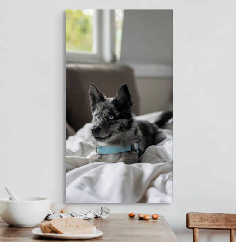 Tablou Canvas, "Căţelul albastru cu privire curioasă", 50 x 90 cm – poza 3