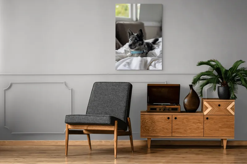 Tablou Canvas, "Căţelul albastru cu privire curioasă", 70 x 100 cm – poza 6