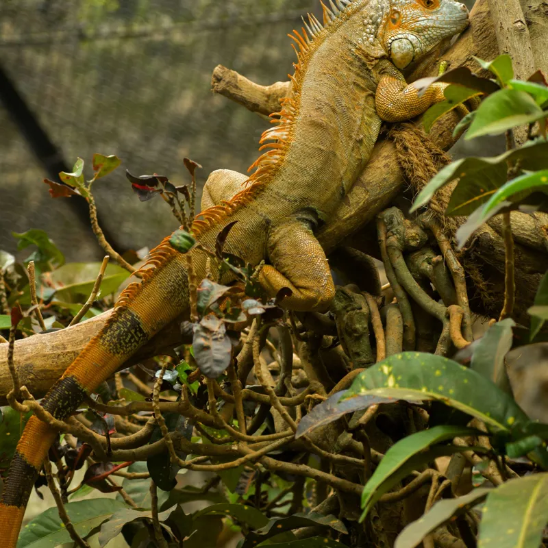 Tablou Canvas, "Iguana odihnindu-se pe crengi verzi", Șopârlă, Ramuri, Frunziș, Camuflaj, Tandră, Natură, Solzi, Repaus, Verde, Mediu, Habitat, Imersie., 100 x 100 cm – poza 2