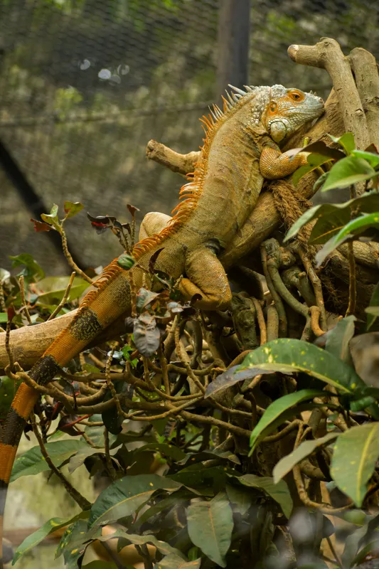 Tablou Canvas, "Iguana odihnindu-se pe crengi verzi", Șopârlă, Ramuri, Frunziș, Camuflaj, Tandră, Natură, Solzi, Repaus, Verde, Mediu, Habitat, Imersie., 100 x 150 cm – poza 2