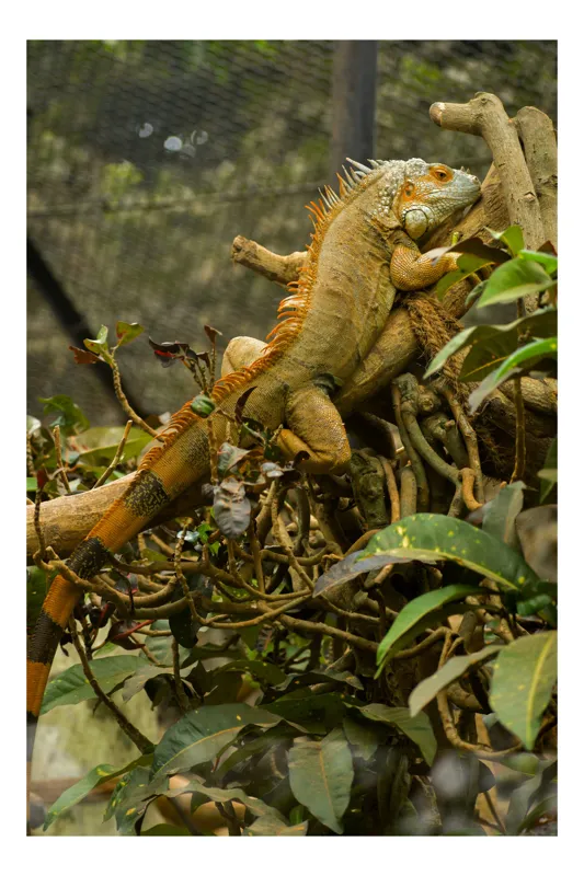 Tablou Canvas, "Iguana odihnindu-se pe crengi verzi", Șopârlă, Ramuri, Frunziș, Camuflaj, Tandră, Natură, Solzi, Repaus, Verde, Mediu, Habitat, Imersie., 26 x 39 cm