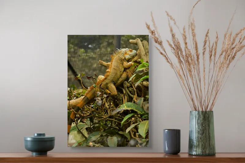 Tablou Canvas, "Iguana odihnindu-se pe crengi verzi", Șopârlă, Ramuri, Frunziș, Camuflaj, Tandră, Natură, Solzi, Repaus, Verde, Mediu, Habitat, Imersie., 39 x 54 cm – poza 3