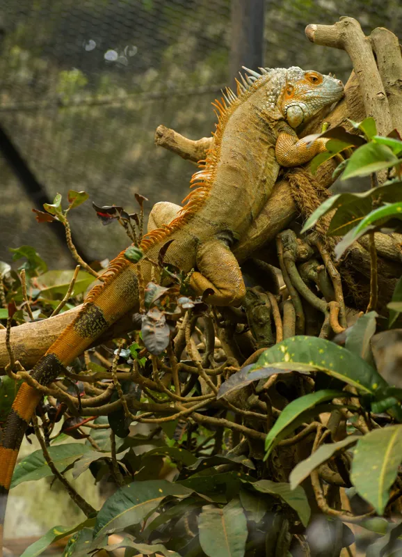 Tablou Canvas, "Iguana odihnindu-se pe crengi verzi", Șopârlă, Ramuri, Frunziș, Camuflaj, Tandră, Natură, Solzi, Repaus, Verde, Mediu, Habitat, Imersie., 39 x 54 cm – poza 2