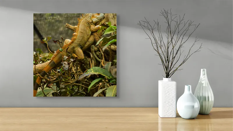 Tablou Canvas, "Iguana odihnindu-se pe crengi verzi", Șopârlă, Ramuri, Frunziș, Camuflaj, Tandră, Natură, Solzi, Repaus, Verde, Mediu, Habitat, Imersie., 50 x 50 cm – poza 3