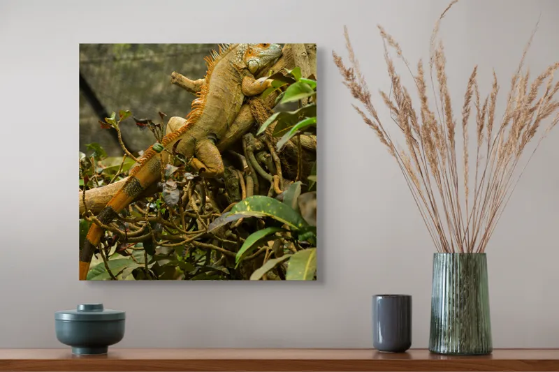 Tablou Canvas, "Iguana odihnindu-se pe crengi verzi", Șopârlă, Ramuri, Frunziș, Camuflaj, Tandră, Natură, Solzi, Repaus, Verde, Mediu, Habitat, Imersie., 50 x 50 cm – poza 4