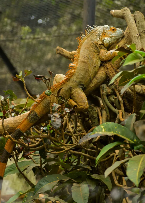 Tablou Canvas, "Iguana odihnindu-se pe crengi verzi", Șopârlă, Ramuri, Frunziș, Camuflaj, Tandră, Natură, Solzi, Repaus, Verde, Mediu, Habitat, Imersie., 50 x 70 cm – poza 2
