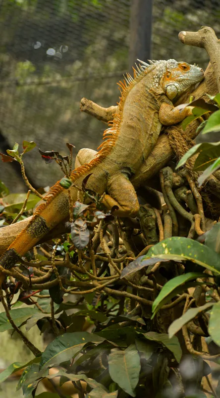 Tablou Canvas, "Iguana odihnindu-se pe crengi verzi", Șopârlă, Ramuri, Frunziș, Camuflaj, Tandră, Natură, Solzi, Repaus, Verde, Mediu, Habitat, Imersie., 50 x 90 cm – poza 2
