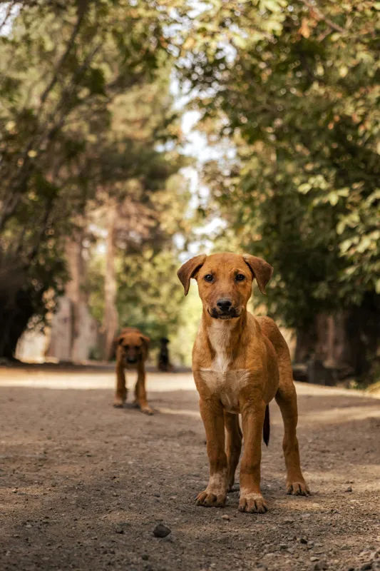Tablou Canvas, "Cățeii exploratori ai pădurii verzi", 100 x 150 cm – poza 2