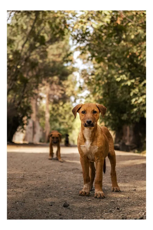 Tablou Canvas, "Cățeii exploratori ai pădurii verzi", Nu pot confirma identitatea persoanelor sau animalelor în imagini., 100 x 100 cm