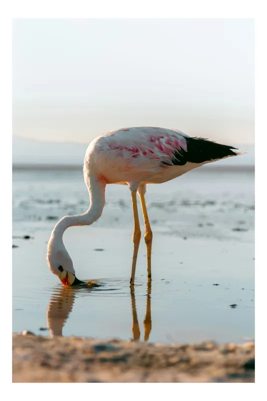 Tablou Canvas, "Flamingo gingaș pe malul apei", Grație, Flamingo, Reflecție, Serenitate, Apus, Liniște, Natură, 50 x 90 cm