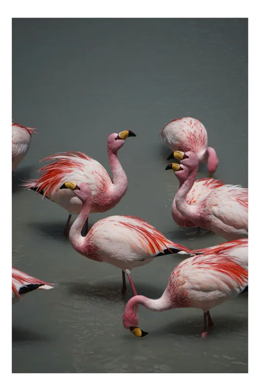 Tablou Canvas, "Dansul flamingourilor pe apă albastră", Flamingo, Roz, Apă, Grație, Eleganță, Mulțime, Natural, Exotic, Contrast, Frumusețe, 50 x 90 cm