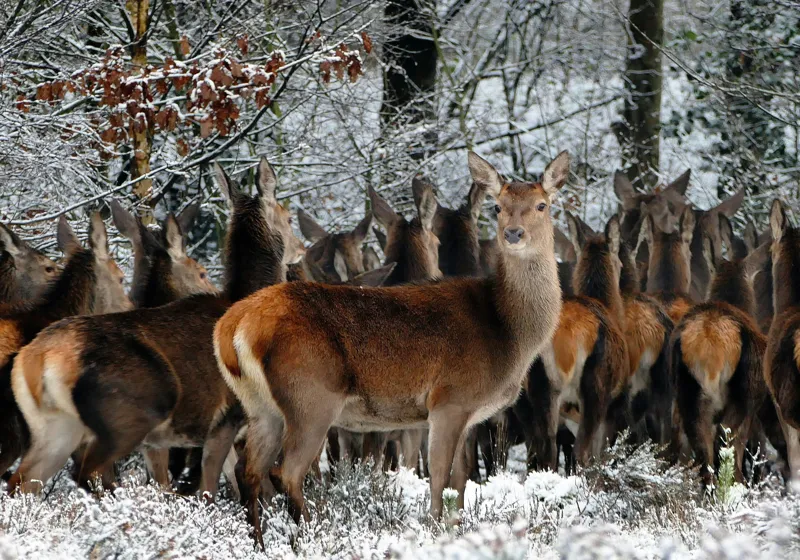 Tablou Canvas, "Căprioare în liniștea iernii pădurii", Căprioare, Zăpadă, Pădure, Iarnă, Copaci, Natură, Frig, Animale, Peisaj, Sălbăticie, 100 x 70 cm – poza 2