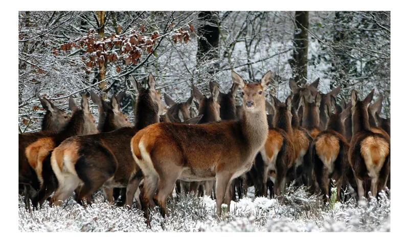 Tablou Canvas, "Căprioare în liniștea iernii pădurii", Căprioare, Zăpadă, Pădure, Iarnă, Copaci, Natură, Frig, Animale, Peisaj, Sălbăticie, 50 x 50 cm