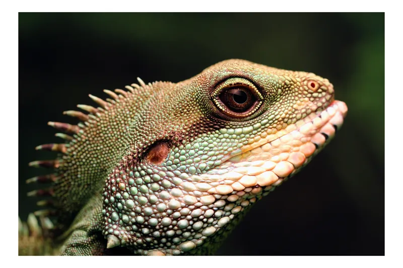 Tablou Canvas, "Lumea misterioasă a reptilelor verzi", Șopârlă, Textură, Solzisori, Verde, Țepi, Privire, Natură, Reptilă, 100 x 70 cm