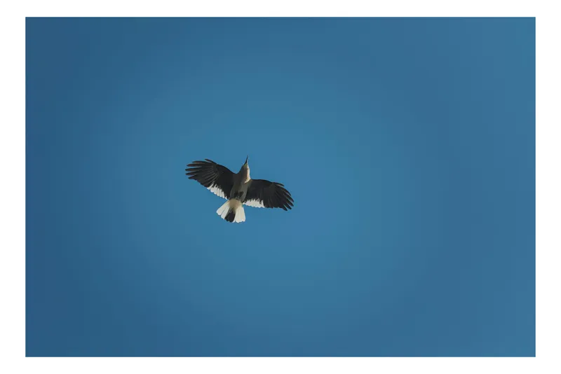 Tablou Canvas, "Pasăre zburând în cer albastru", Pasăre, Zbor, Cer, Albastru, Aripi, Lumina, Libertate, 100 x 70 cm