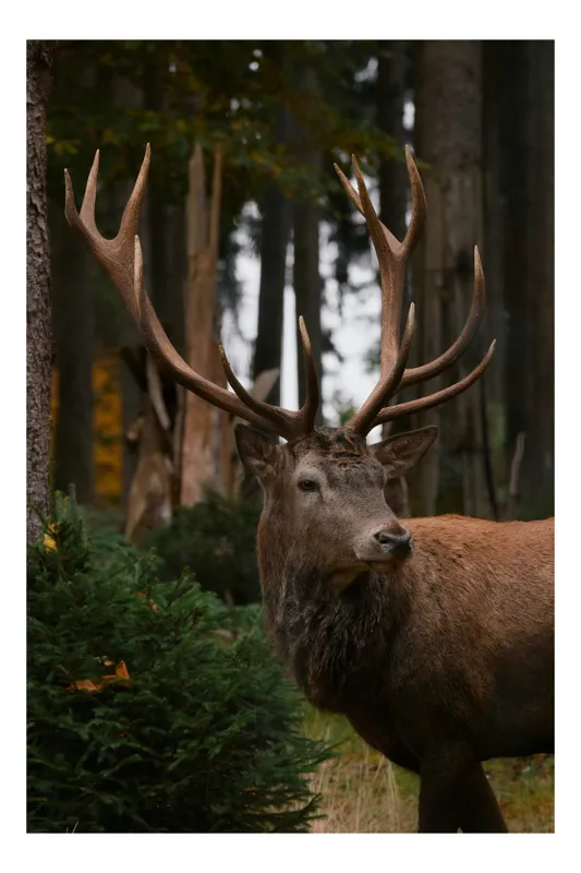 Tablou Canvas, "Privirea nobilă a cerbului în pădure", Majestic, Antlers, Forest, Stag, Wilderness, Nature, Tranquil, Regal, 50 x 70 cm