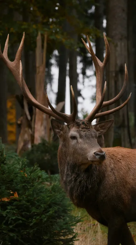 Tablou Canvas, "Privirea nobilă a cerbului în pădure", Majestic, Antlers, Forest, Stag, Wilderness, Nature, Tranquil, Regal, 50 x 90 cm – poza 2