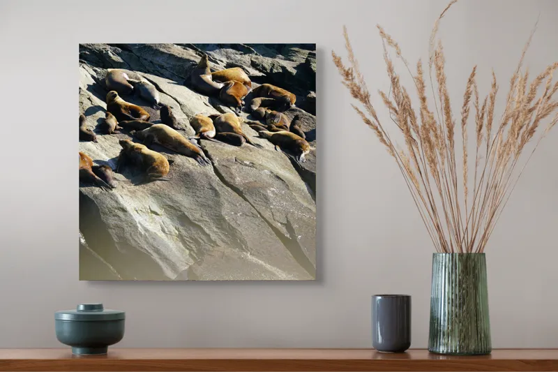 Tablou Canvas, "Leii de mare la soare pe stânci", Leii, De, Mare, Odihnindu-se, Pe, Stânci, Soare, Relaxare, Odihnă, Grup, Natură., 50 x 50 cm – poza 4