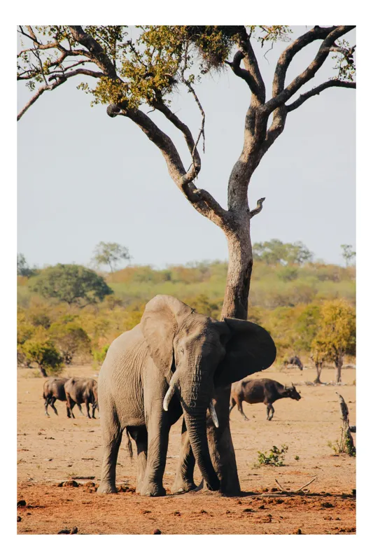 Tablou Canvas, "Elefant odihnindu-se sub copac african", Elefant, Arbore, Savana, Cer, Bivoli, Vegetație, Timp, Nisip, Ramuri, Calm, 39 x 54 cm