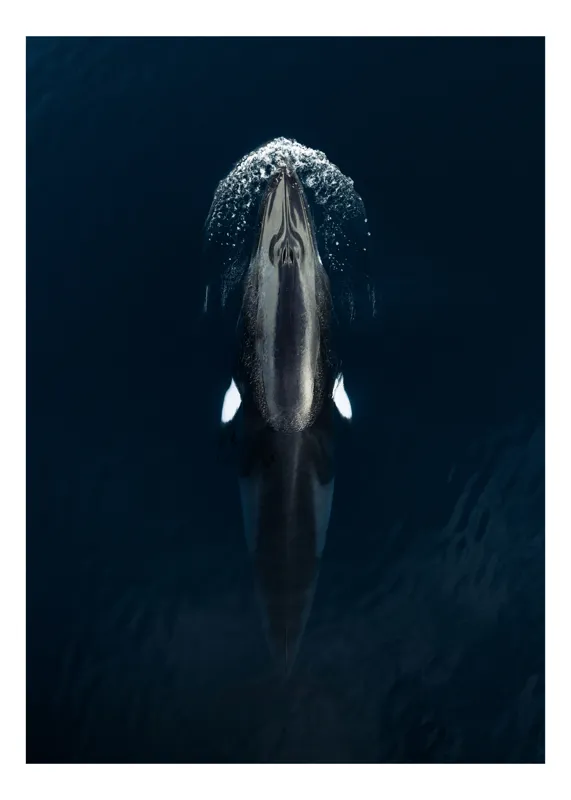 Tablou Canvas, "Orca înotând în apă albastră", Orcă, Ocean, Eleganță, Suprafață, Reflecție, Fluide, Putere, Grație, 39 x 54 cm