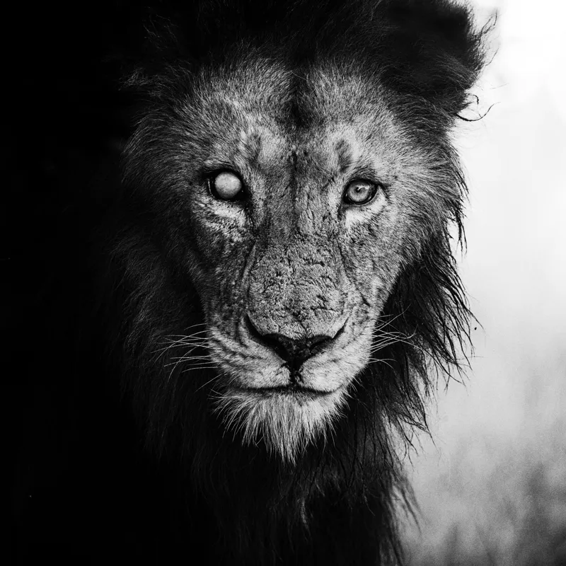 Tablou Canvas, "Regele întunecat al savanei africane", Leu, Regalitate, Forță, Întunecat, Privire, Mister, Noblețe, Putere, 100 x 100 cm – poza 2